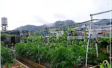 聽(tīng)說(shuō)了嗎，多米居然開(kāi)始搞副業(yè)了？