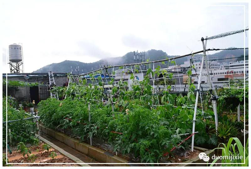 聽說了嗎，多米居然開始搞副業(yè)了？