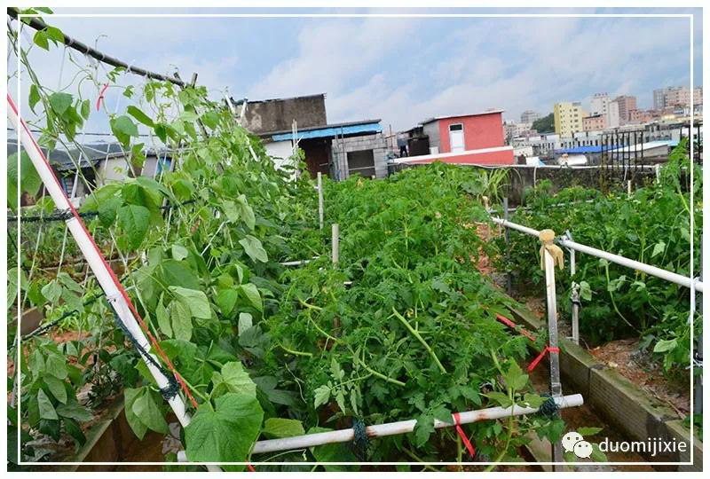 聽說了嗎，多米居然開始搞副業(yè)了？